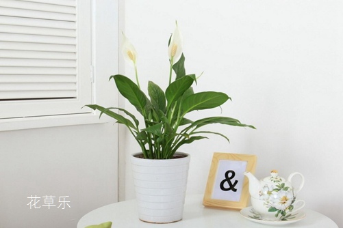 蜂蜜面膜日韩精品无码av成人观看，自然馈赠的美容圣品，解锁肌肤焕新秘密