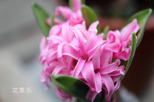 静物摄影镜头——亚洲精品久久国产高清，捕捉生活中的细腻与静谧之美