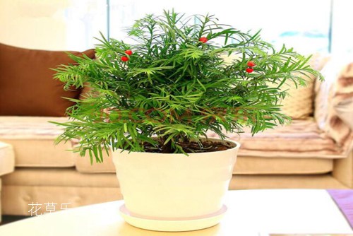 芍药药材亚洲精品久久国产高清，探索东瀛的创意魔力与文化魅力