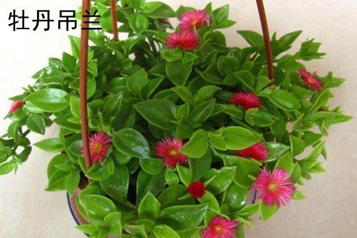 各粉功效日韩精品无码av成人观看，神奇粉末的健康魔法